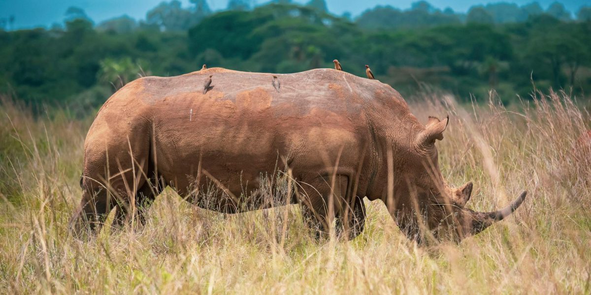 Goodlife Movers Kenya: Reliable House Moving & Relocation in Safari Park Nairobi