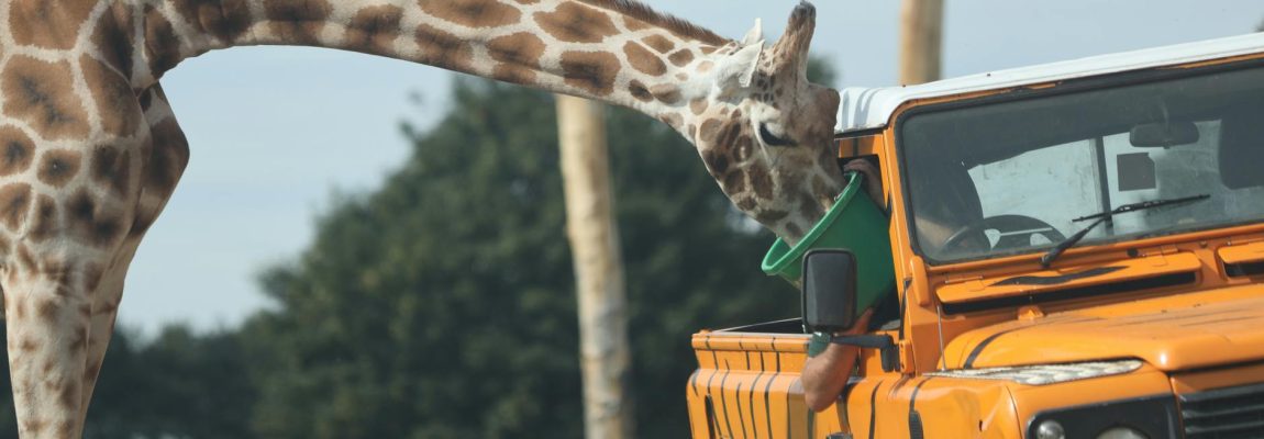 A moving truck labeled "Goodlife Movers" parked in Safari Park, Nairobi.